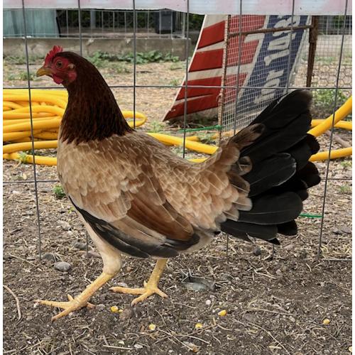 PURE KINGPEN RADIO  { ROY BRADY BLOODLINE BROOD PULLET }