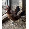 PURE KINGPEN SPANGLE  _NORTH CAROLINA SPANGLE -BROOD PULLETS }