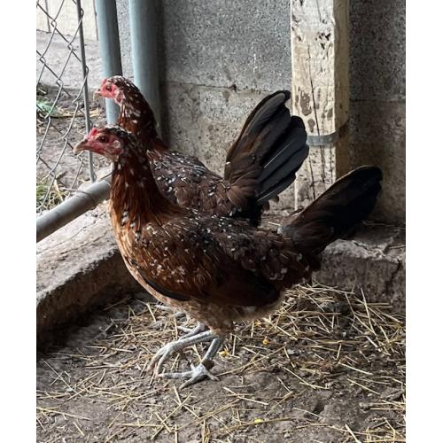 PURE KINGPEN SPANGLE  _NORTH CAROLINA SPANGLE -BROOD PULLETS }