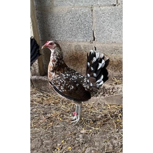 PURE KINGPEN SPANGLE  { NORTH CAROLINA SPANGLE -BROOD HEN }