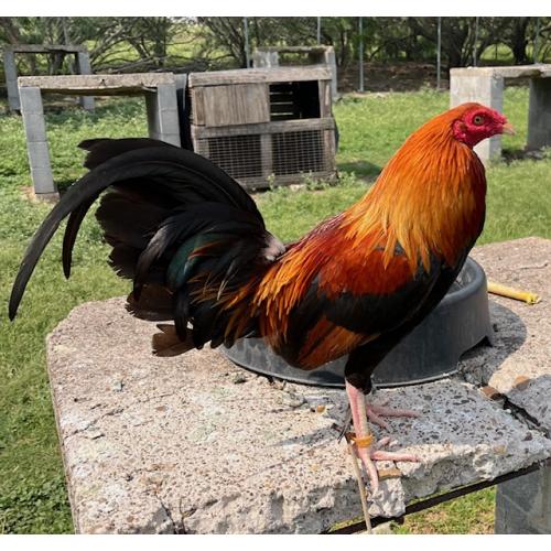 PURE KINGPEN ASIL  { ASIL / KELSO -{ NICE ROOSTER }