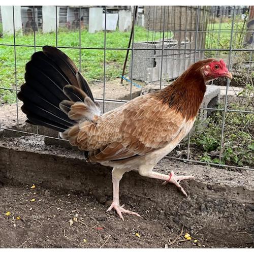 PURE KINGPEN ROUNDHEAD  { GARY GILLIAM ROUNDHEAD -BROOD PULLET }