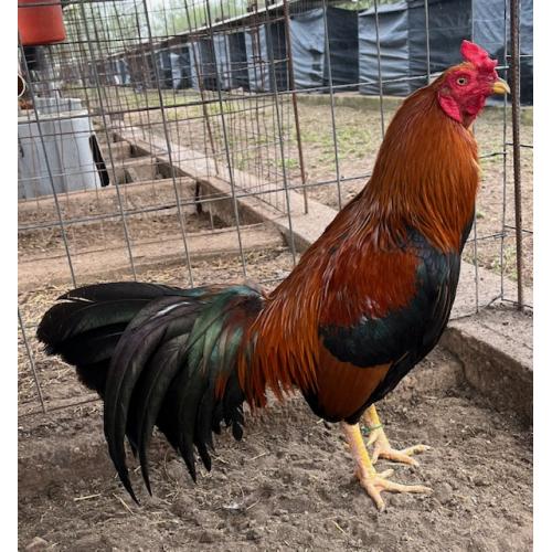 PURE KINGPEN ASIL  { JERRY WALLACE ASIL BLOODLINE -BROOD COCK }