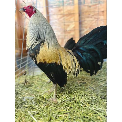 Grey cock