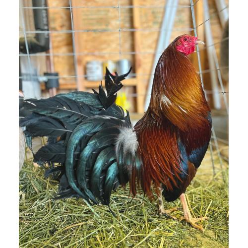 Johnny jumper cock