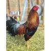 Johnny jumper cock