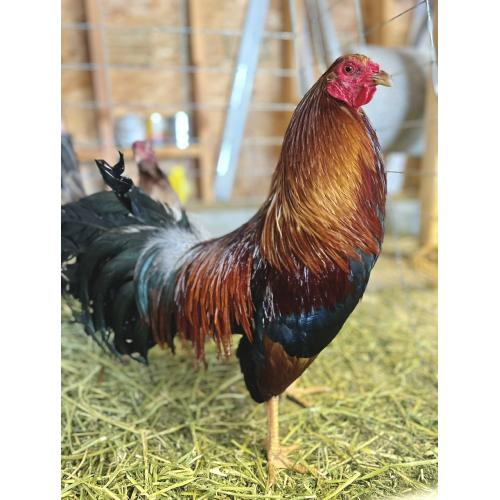 Johnny jumper cock