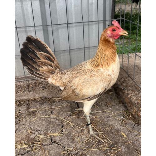 PURE KINGPEN HATCH  { TROY HATCH BLOODLINE -PERSONAL BROOD HEN }