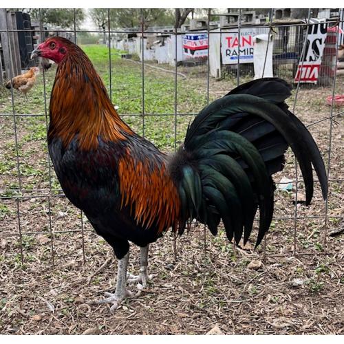 PURE KINGPEN FOWL  { BROWNRED / PERUVIAN -BIG ROOSTER }