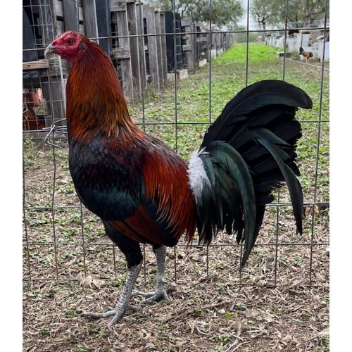 PURE KINGPEN BROWNRED  { BROWNRED / PERUVIAN -BIG ROOSTER -2}