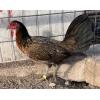 PURE KINGPEN HATCH  { MCLEAN HATCH BROOD PULLET }