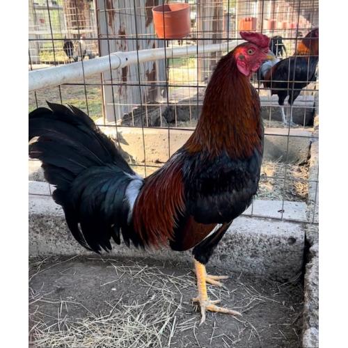 PURE KINGPEN ALBANY { ALBANY / ASIL -BIG ROOSTER }