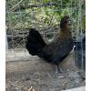 PURE KINGPEN BROWNRED  { MEL SIMS BLOOLDINE -PAIR }