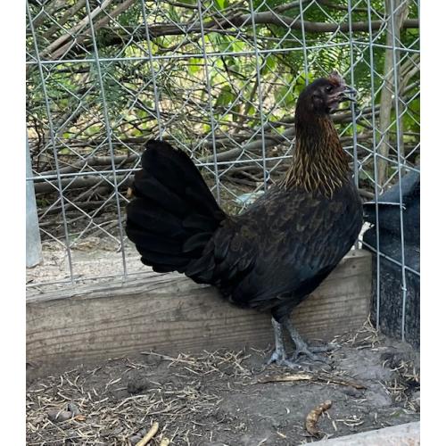 PURE KINGPEN BROWNRED  { MEL SIMS BLOOLDINE -PAIR }