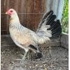 PURE KINGPEN GREY  { PERUVIAN GREY / CLEMENT GREY -PAIR }