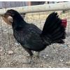 PURE KINGPEN BROWNRED  { MEL SIMS BLOOLDINE -PAIR }