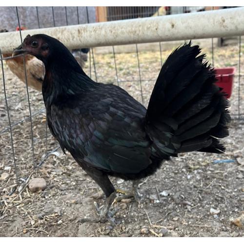 PURE KINGPEN BROWNRED  { MEL SIMS LINE -BROOD PULLET }