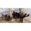 PURE KINGPEN SPANGLE  _NORTH CAROLINA SPANGLE -BROOD PULLETS }