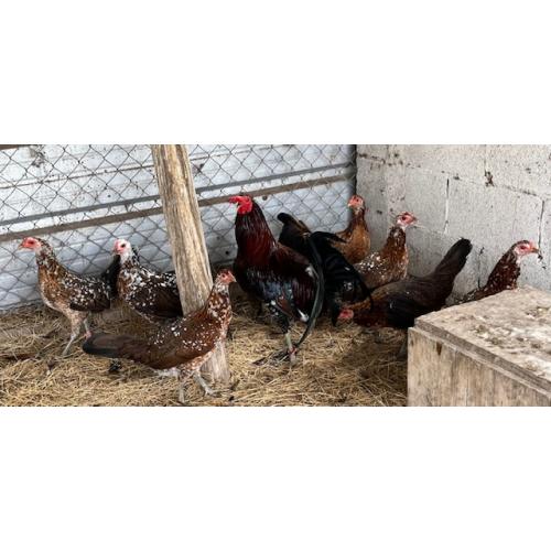 PURE KINGPEN SPANGLE  _NORTH CAROLINA SPANGLE -BROOD PULLETS }