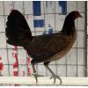 PURE KINGPEN HATCH  { MCLEAN HATCH BROOD PULLET }