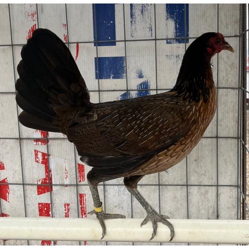 PURE KINGPEN HATCH  { MCLEAN HATCH BROOD PULLET }