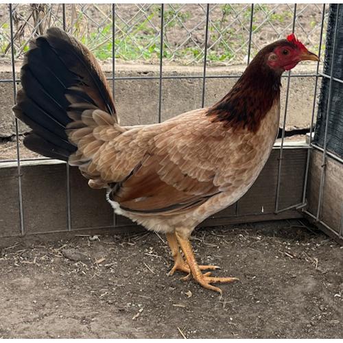 PURE KINGPEN RADIO  { RADIO JUMPER LINE -BROOD PULLET }