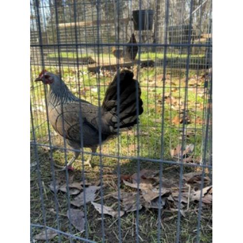 GRAY PULLET (250.00 SHIPPED)