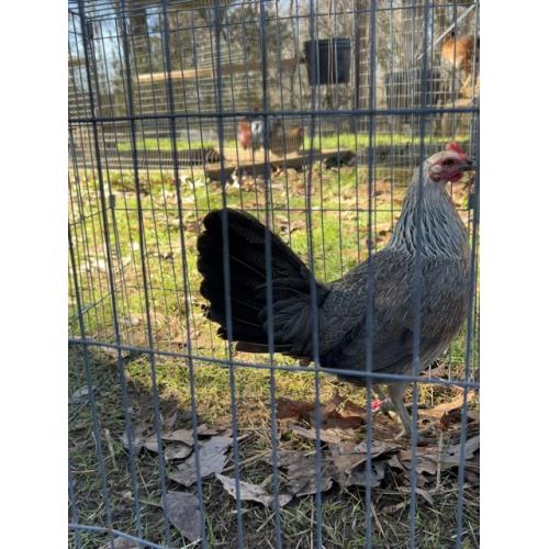 GRAY PULLET (250.00 SHIPPED)