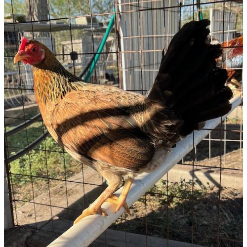 PURE KINGPEN RADIO  {  ROY BRADY RADIO LINE -BROOD PULLET }