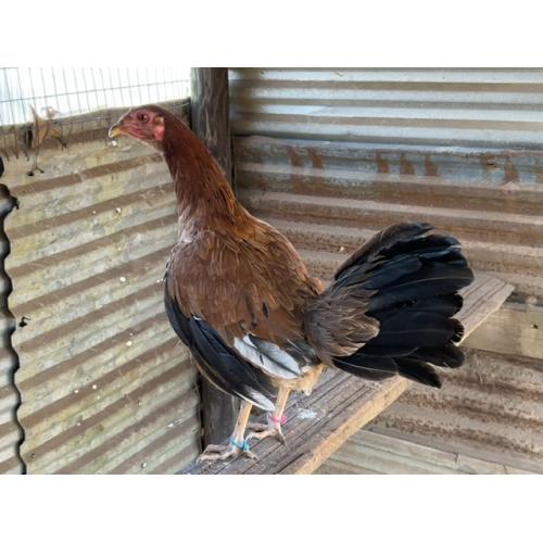 ALBANY PULLET ( $185.00 SHIPPED)