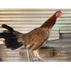 ALBANY PULLET ( $185.00 SHIPPED)