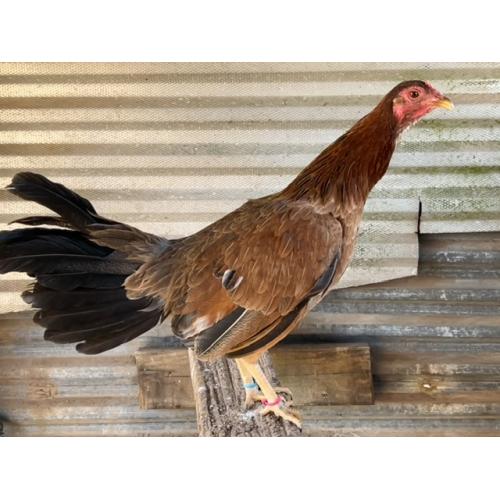 ALBANY PULLET ( $185.00 SHIPPED)