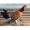 ALBANY PULLET ( $185.00 SHIPPED)