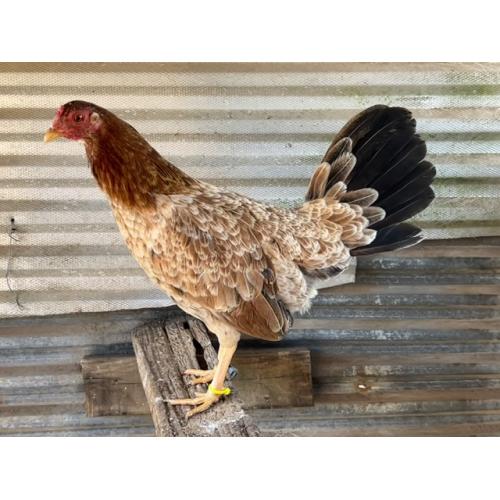 ALBANY HEN (275.00 SHIPPED)