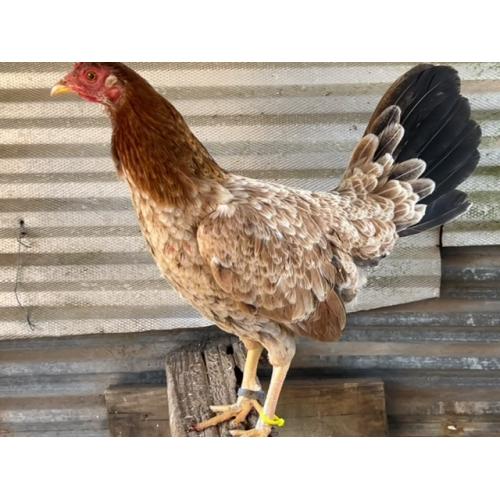 ALBANY HEN (275.00 SHIPPED)