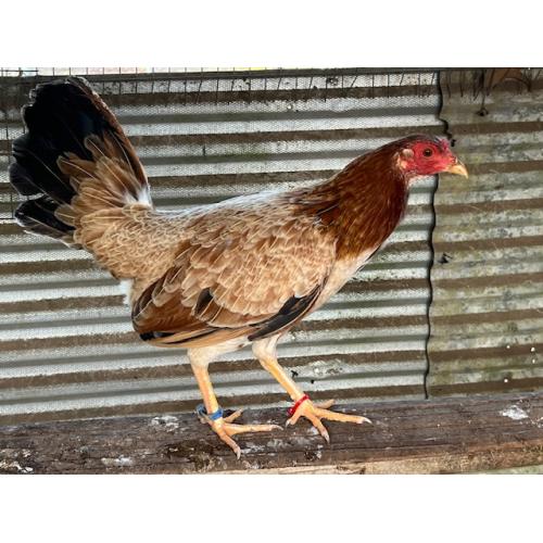 ALBANY HEN (275.00 SHIPPED)