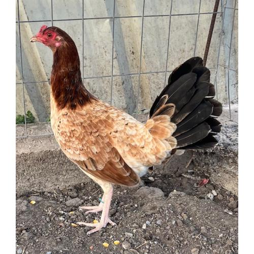 PURE KINGPEN ROUNDHEAD  { GARY GILLIAM ROUNDHEAD -BROOD PULLET }