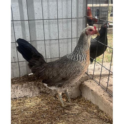 PURE KINGPEN GREY  { CLEMENT GREY -BROOD HEN -ROY BRADY LINE  }