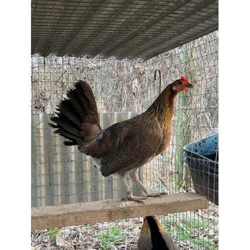 BLUEFACE PULLET (225.00 SHIPPED)