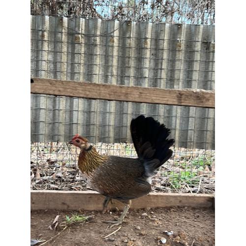 BLUEFACE PULLET (225.00 SHIPPED)