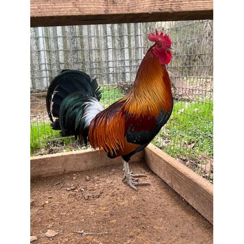 BLUEFACE COCK (325.00 SHIPPED)