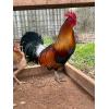 BLUEFACE COCK (325.00 SHIPPED)