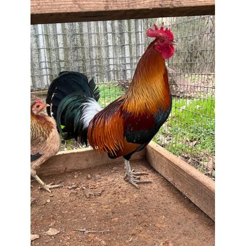 BLUEFACE COCK (325.00 SHIPPED)