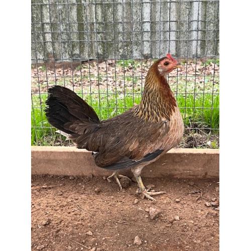 BLUEFACE PULLET (225.00 SHIPPED)