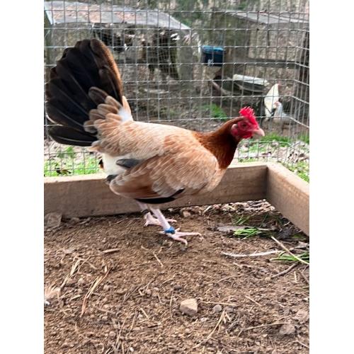 WHITE HACKLE   Hen (275.00 SHIPPED)