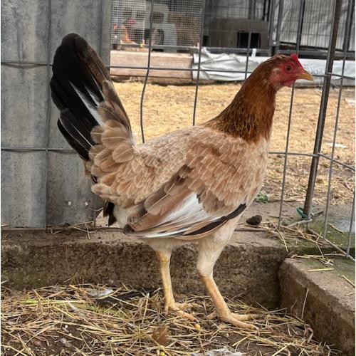 PURE KINGPEN RADIO  { ROY BRADY BLOODLINE BROOD PULLET }