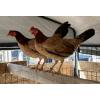 PURE KINGPEN RADIO  { RADIO JUMPER LINES -BROOD PULLETS }