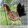 PURE KINGPEN KELSO  {WHITE LEG KELSO DINK BLOODLINE -SELECTRED BROOD PULLETS }