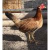 PURE KINGPEN RADIO  { RADIO JUMPER LINES -BROOD PULLETS }