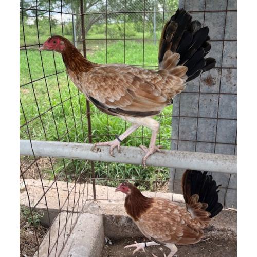 PURE KINGPEN KELSO  {WHITE LEG KELSO DINK BLOODLINE -SELECTRED BROOD PULLETS }